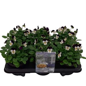 Afbeelding van Viola P12 White purple jump up